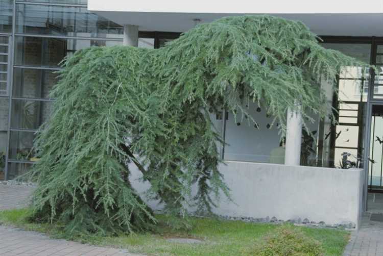 Предотвращение болезней и вредителей у хвойных культур