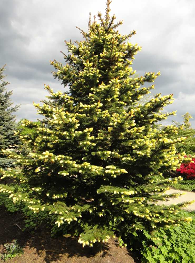 Полив и мульчирование: уход за молодыми хвойниками