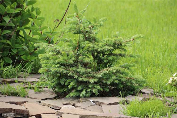 Как формировать крону хвойных деревьев на даче