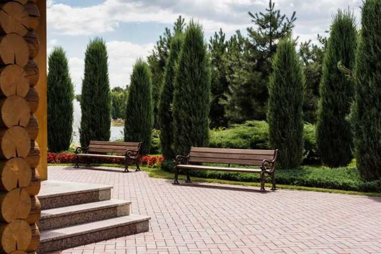 Какие хвойные деревья посадить на участке Какие хвойные деревья посадить на участке