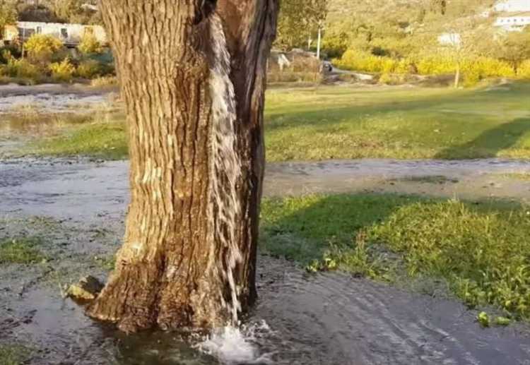 Оптимальное расстояние между деревьями на сыром участке