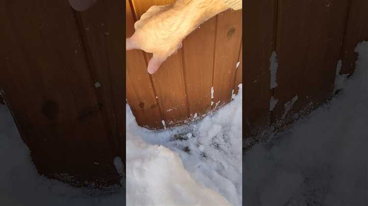 Какое дерево не боится воды и сырости