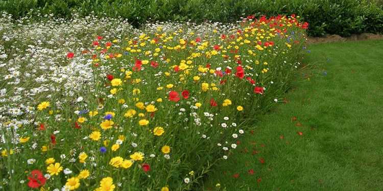 Газоны для участков с высоким уровнем влажности