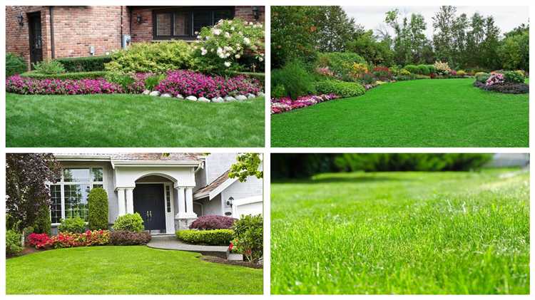 Как правильно подготовить почву перед посевом газона