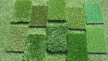 Какой газон лучше для частного дома Какой газон лучше для частного дома