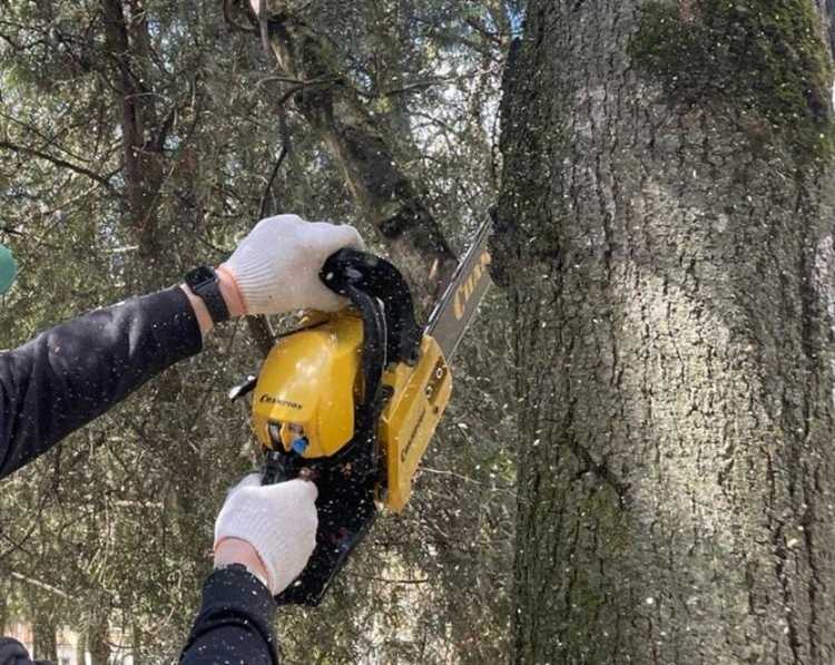 Когда требуется разрешение на спил дерева: правила и исключения