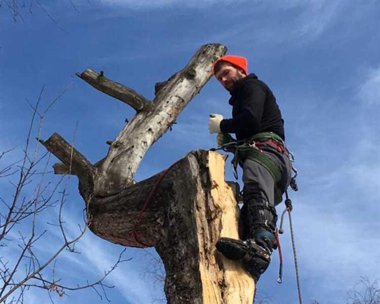 Как законно оформить спил дерева: пошаговая инструкция