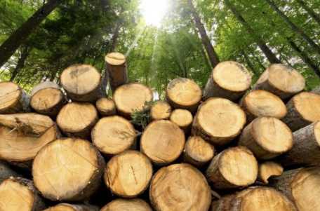 Какой штраф за спил дерева без разрешения Какой штраф за спил дерева без разрешения