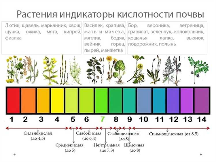 Как определить pH почвы перед посадкой хост
