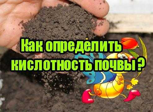 Какую почву любят хосты по кислотности