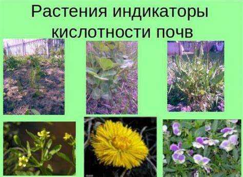 Влияние кислой почвы на рост и развитие хост
