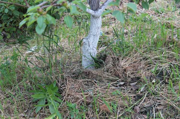 Подбор сорта с учётом тени и солнечного освещения