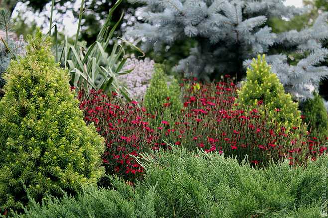 Какие сосны меньше всего осыпают хвою