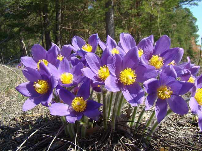 Особенности роста и ухода за карликовыми сортами