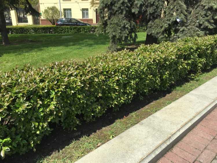 Влияние подкормок на увеличение годового прироста кизильника