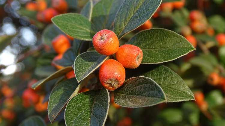 Влияние состава почвы на рост кизильника