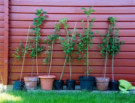 Как определить готовность почвы к посадке весной