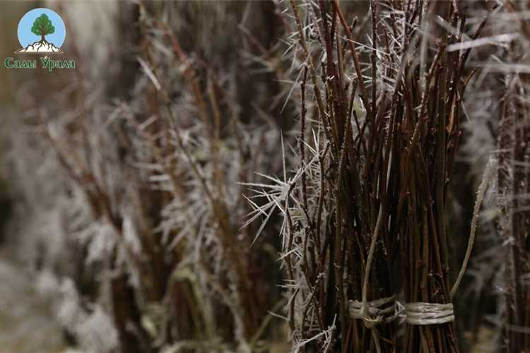 Когда сажать саженцы плодовых деревьев весной