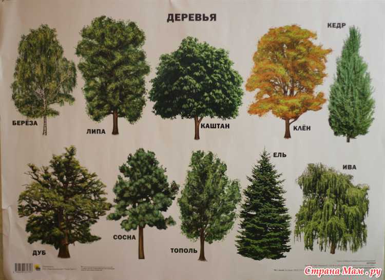 Можно ли спилить дерево без согласия соседа