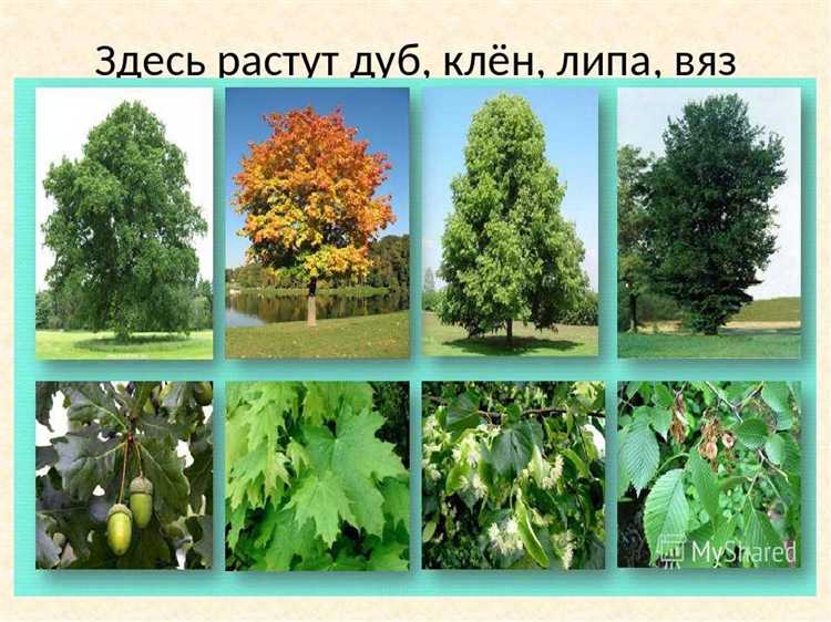 Кому принадлежат деревья на земельном участке в собственности