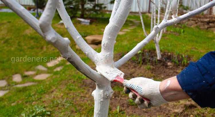 Как правильно наносить садовую краску на стволы деревьев