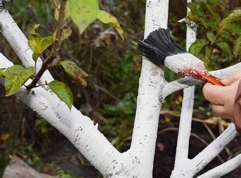 Краска для деревьев садовая какая лучше Краска для деревьев садовая какая лучше