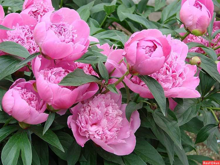 Сравнение цен на нидерландские пионы у разных продавцов