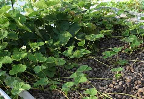 Организация временного укрытия или зоны отдыха до капитального благоустройства