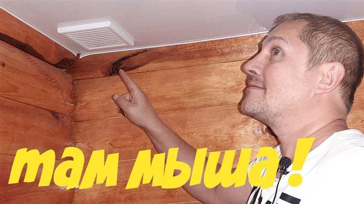 Мышь под натяжным потолком: что можно сделать