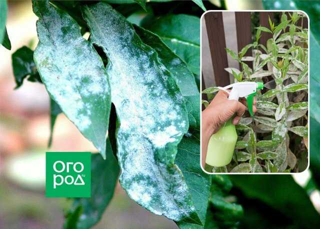 Как распознать мучнистую росу на ранней стадии на флоксах