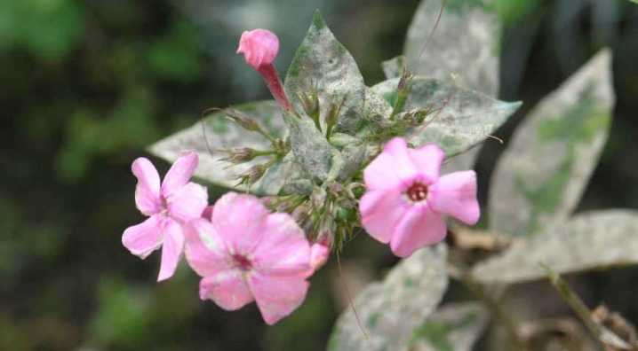 Обработка флоксов содой, йодом и другими народными средствами