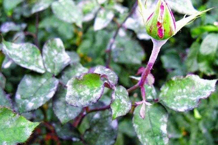 Мучнистая роса на флоксах чем обработать