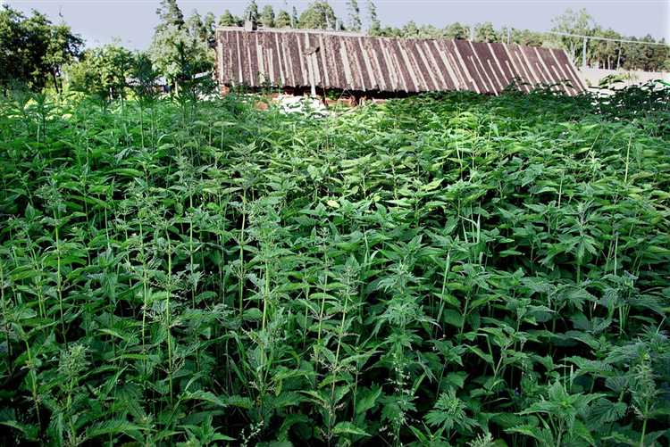 Как уровень pH влияет на рост крапивы