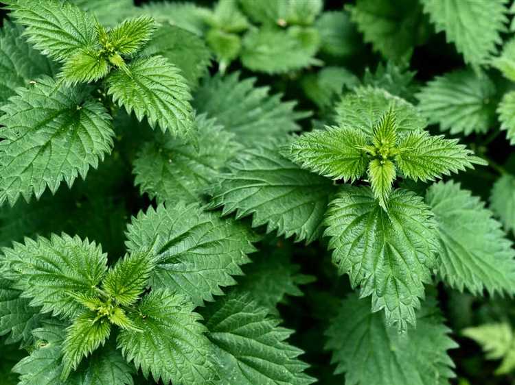 На какой почве растет крапива по кислотности