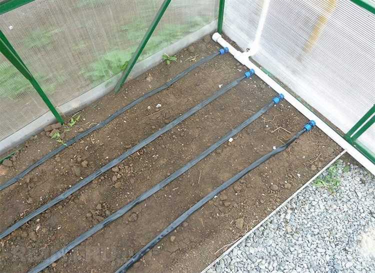 Выбор оптимального времени суток для полива капельным способом