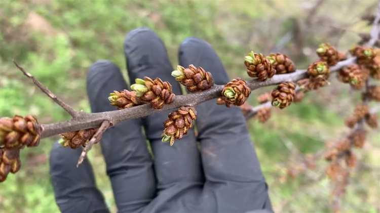 Облепиха как отличить женские и мужские саженцы
