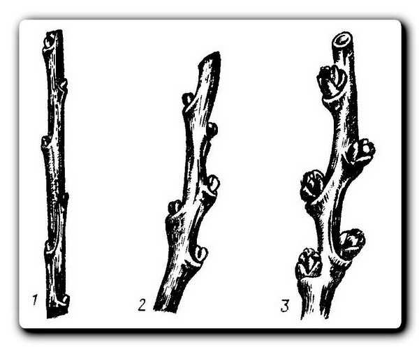 Практические советы по покупке и посадке женских и мужских саженцев облепихи