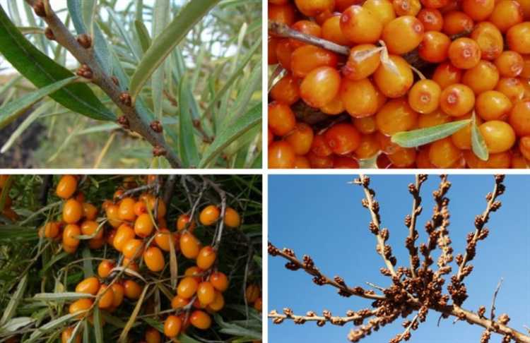 Как распознать женские саженцы по формированию завязей и ягод