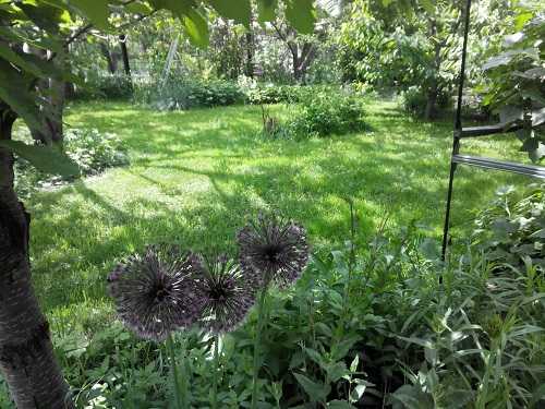 Как бороться с весенними вредителями органическим способом