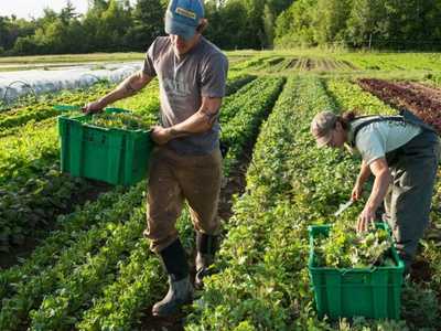 Подготовка инструментов для органического земледелия