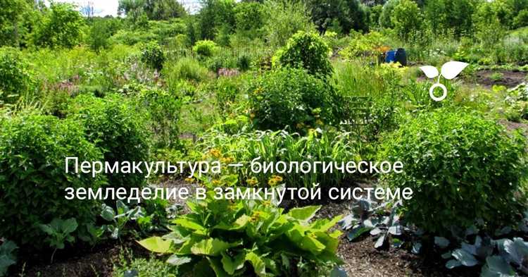 Как спланировать участок по принципам пермакультуры
