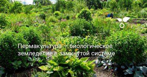 Пермакультура что это такое простыми словами
