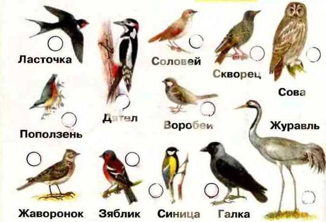 Почему птица не замкнута на землю, сидя на проводах?