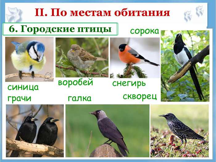 Что происходит с током, когда птица садится на провод?