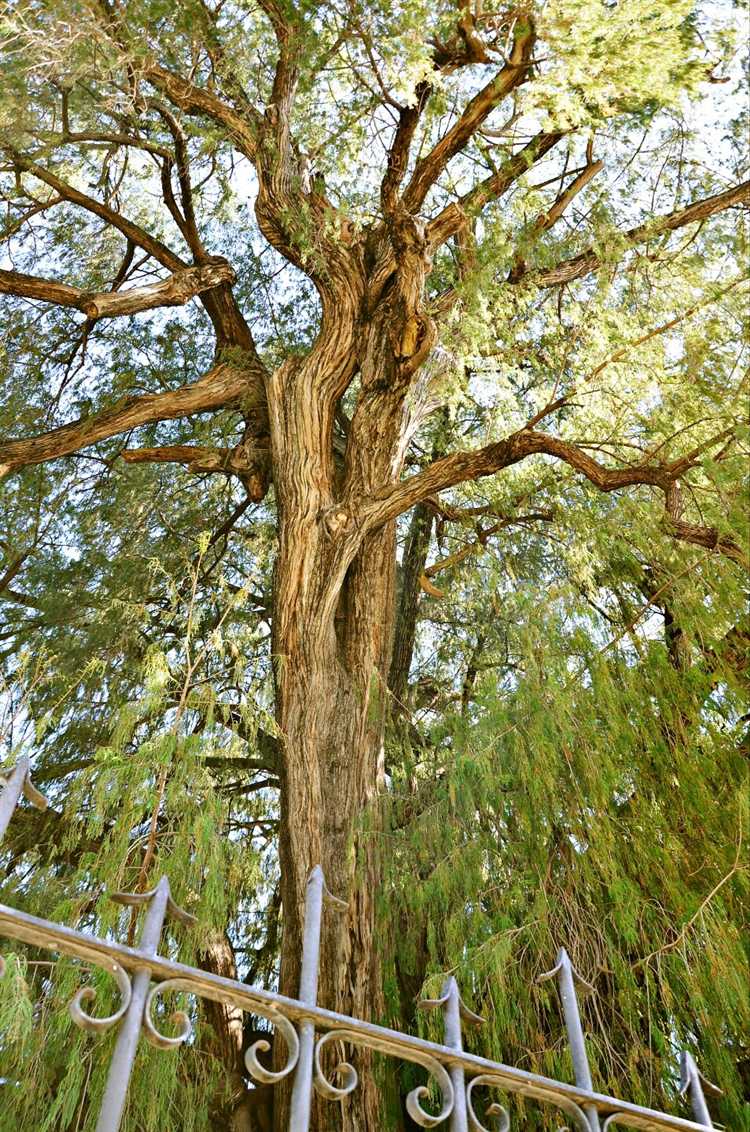 Что влияет на изменение диаметра дерева с возрастом