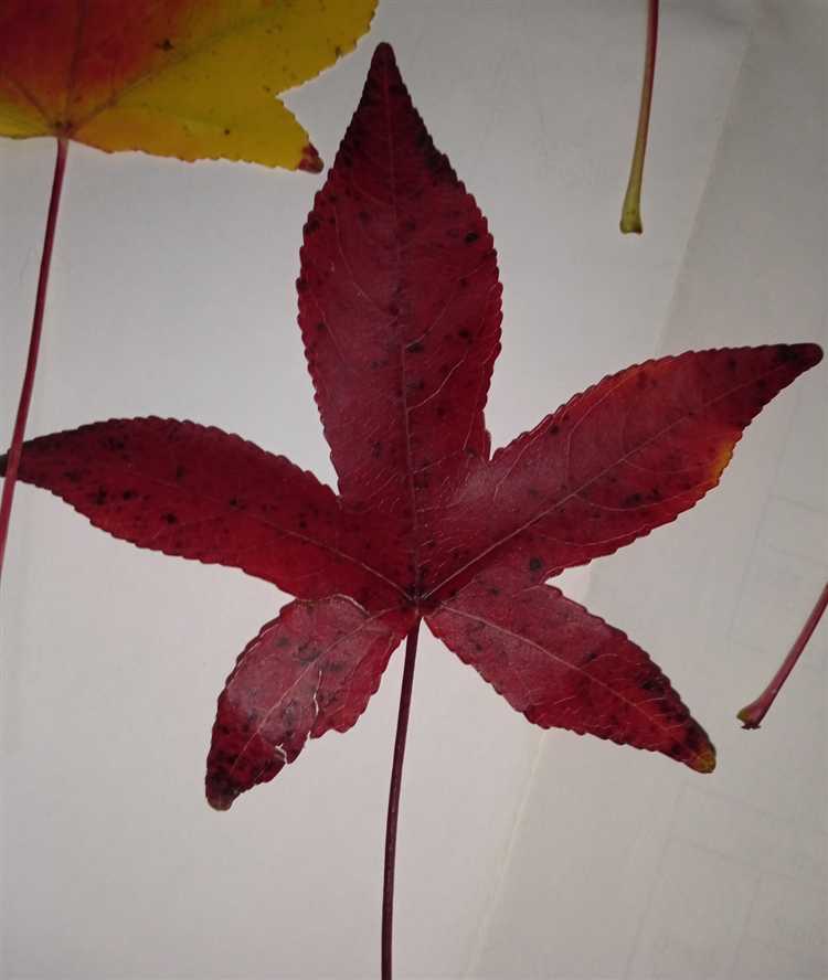 Как определить, когда дерево достигло зрелости