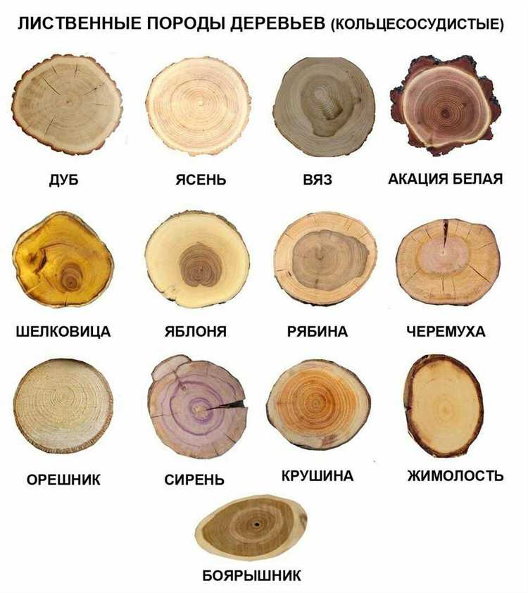 Минимальный диаметр дерева для его классификации как дерево