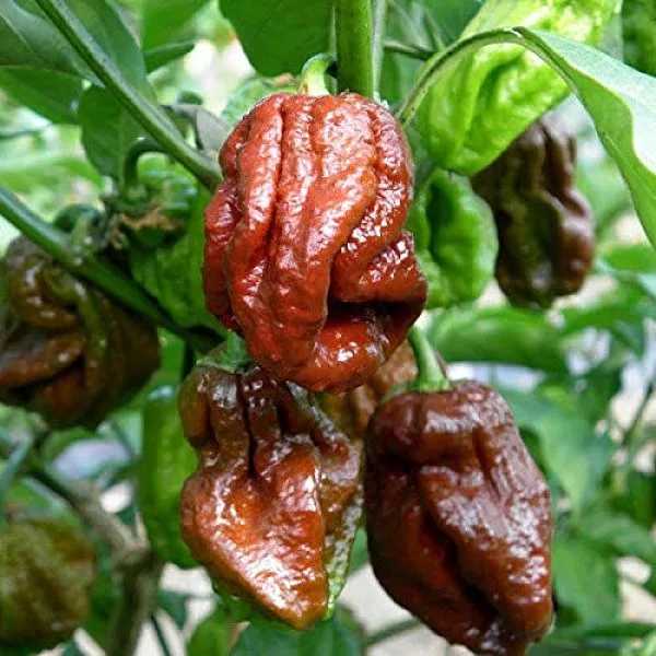 Что такое шкала Сковилла и как она рассчитывается