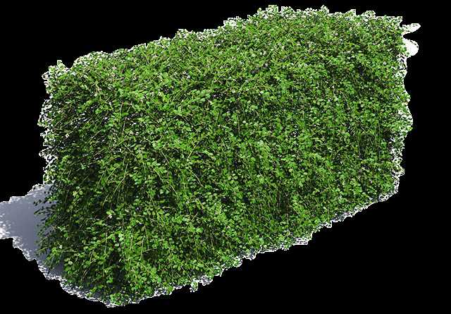 Растения для живой изгороди, устойчивые к засухе и бедным почвам