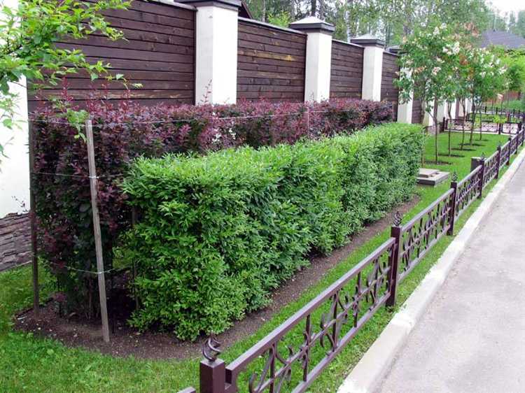 Выбор растений для изгороди с декоративным цветением